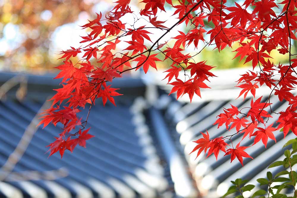 Preparing Your Roof For Autumn